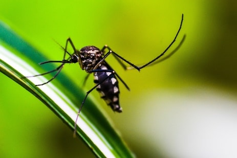 Moustique, Insecte, Animal, Scarabée